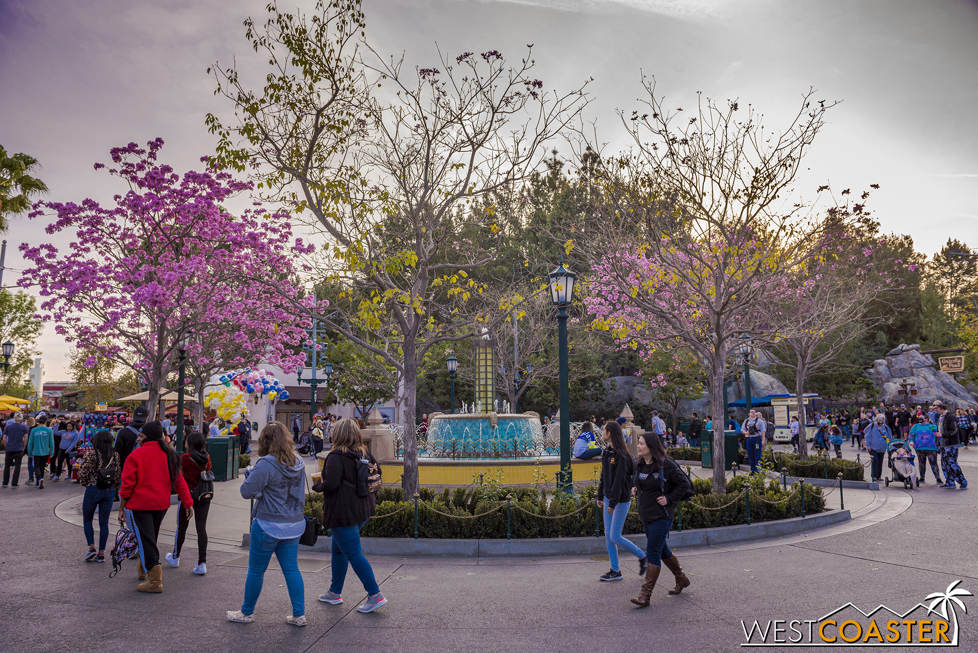  Tabebuias are in bloom in Carthay Circle! 