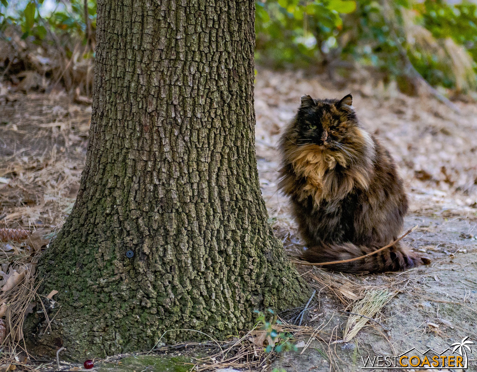  No word on any truth to the rumor that the feral Disney cats are the supers of this refurbishment. 