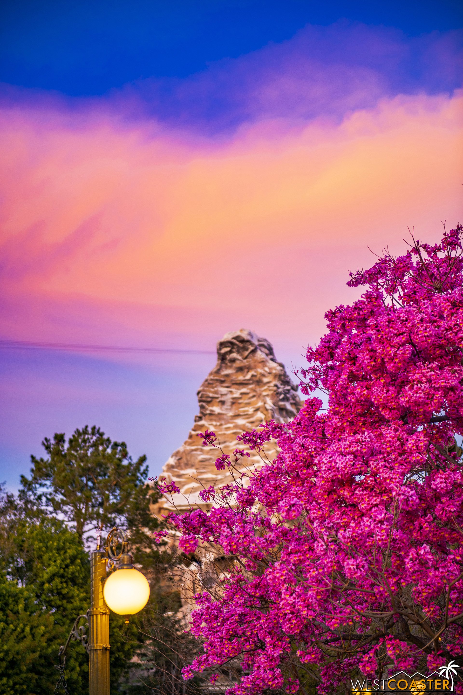  Lovely pinks in tree and sky! 