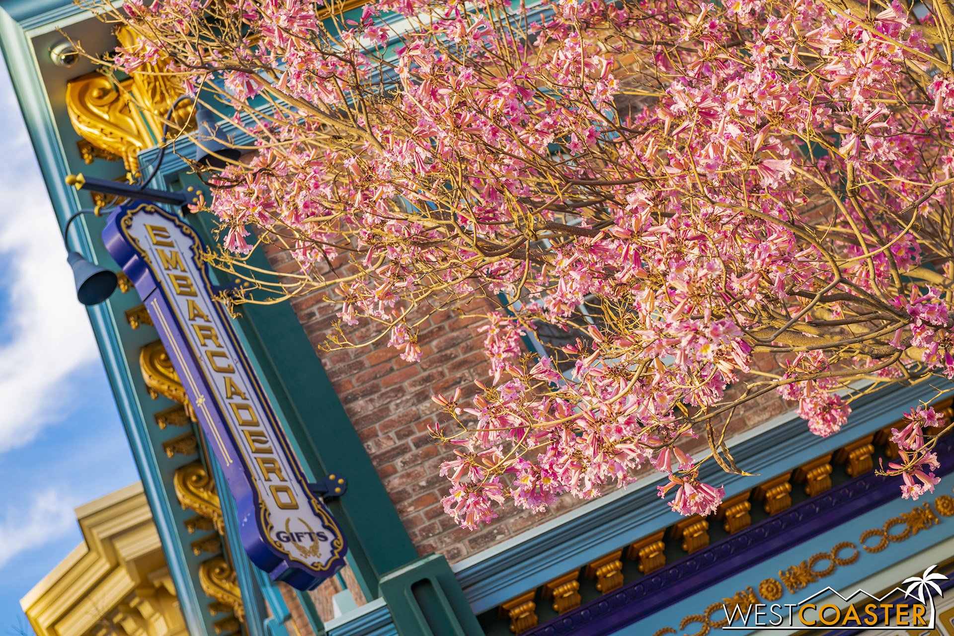  The Trumpet Tree over by the old Embarcadero Store in Pacific Wharf has been blooming too. 