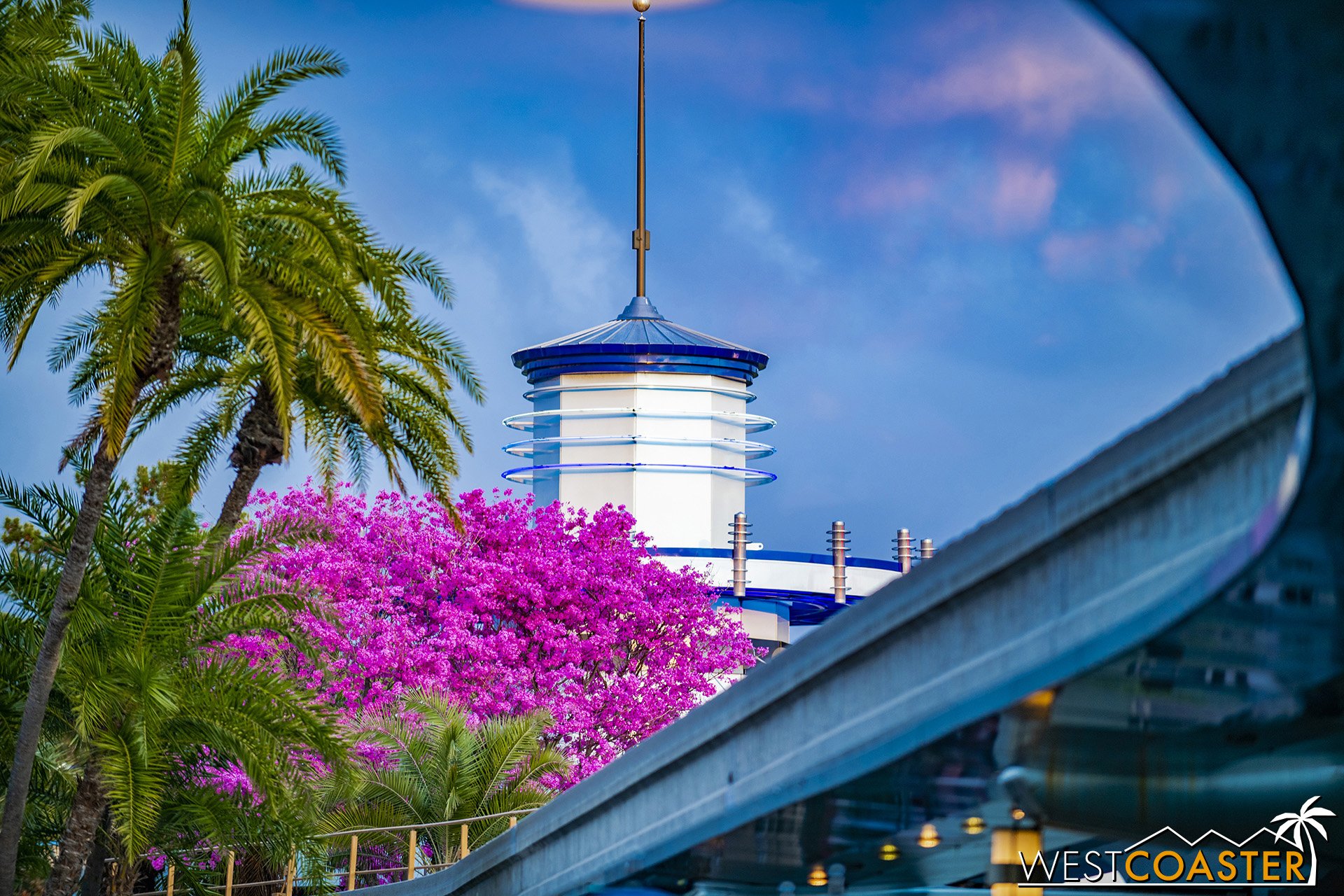  The trumpet tree by the Autopia was also in bloom in early March. 
