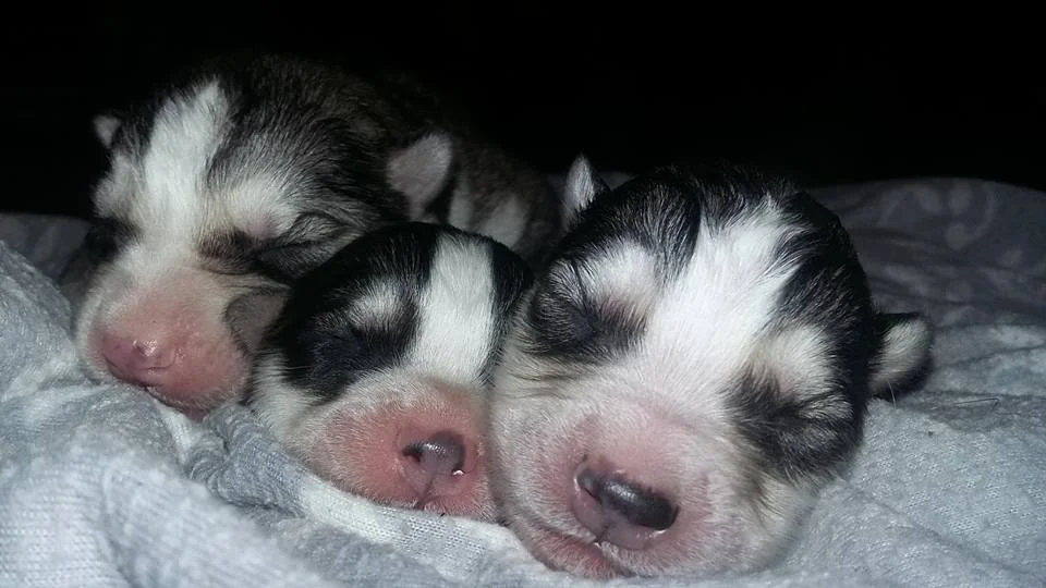 a cute puppy pile