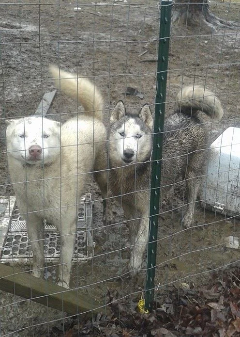 Prince and Rebel, playing in the mud