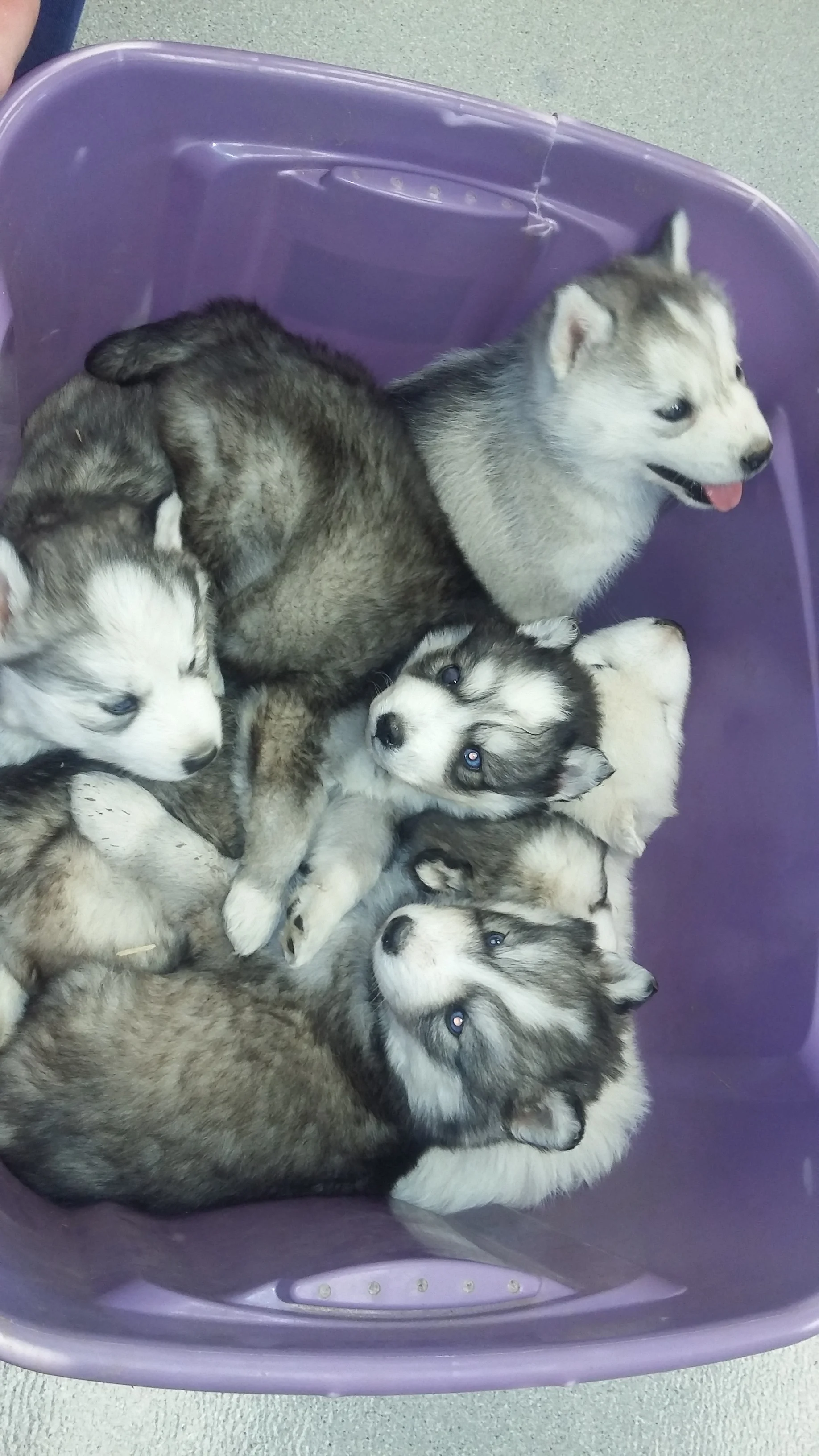 Tub of Love