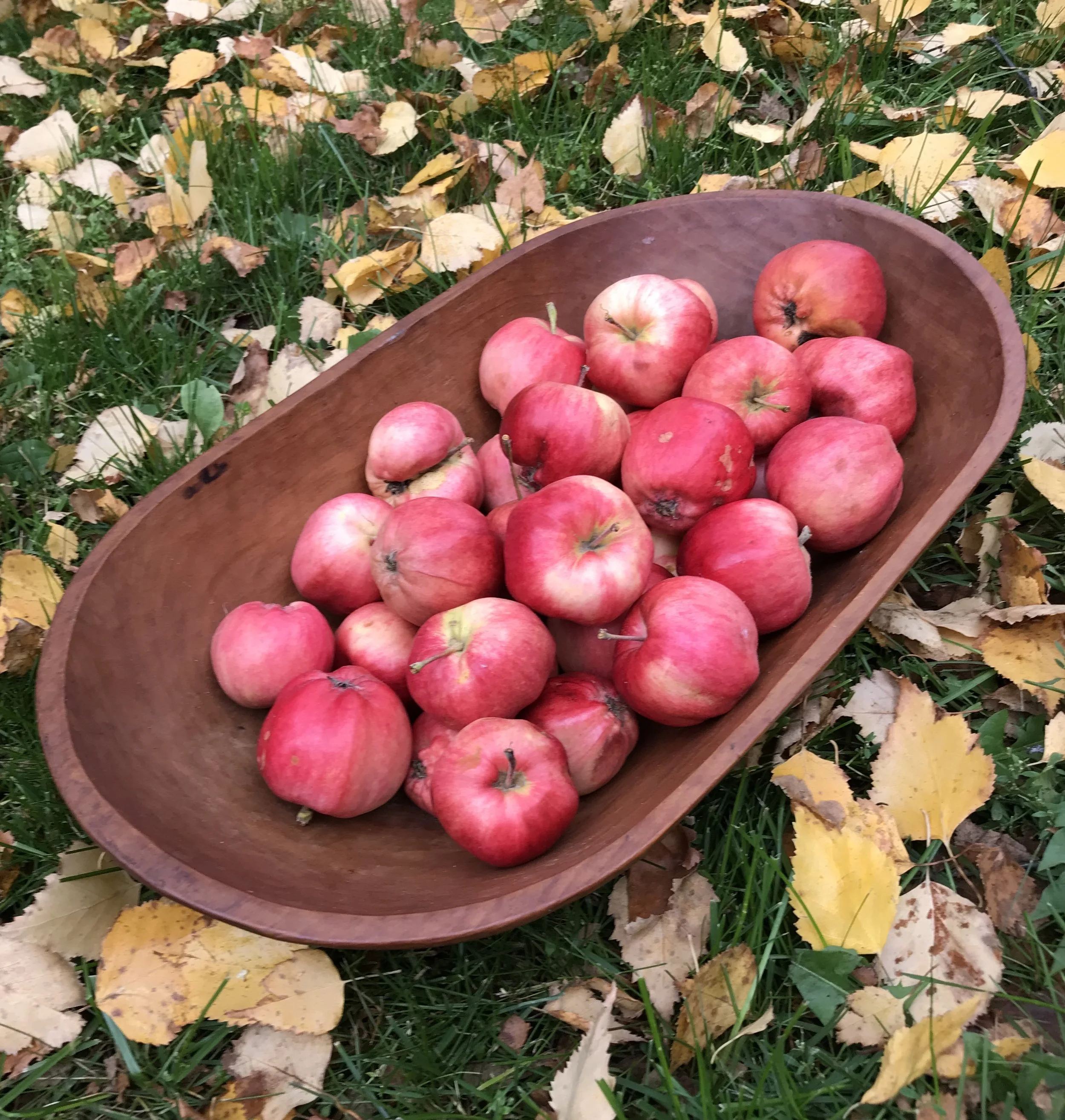 Bagged apples or homegrown mini apples give you a blood sugar friendly serving. Large grocery store apples can pack way too much sugar for your body to handle all at once. Bagged apples also cost a lot less which makes it easier to afford to buy organic versions. (These cute, lumpy little apples are from my yard.)