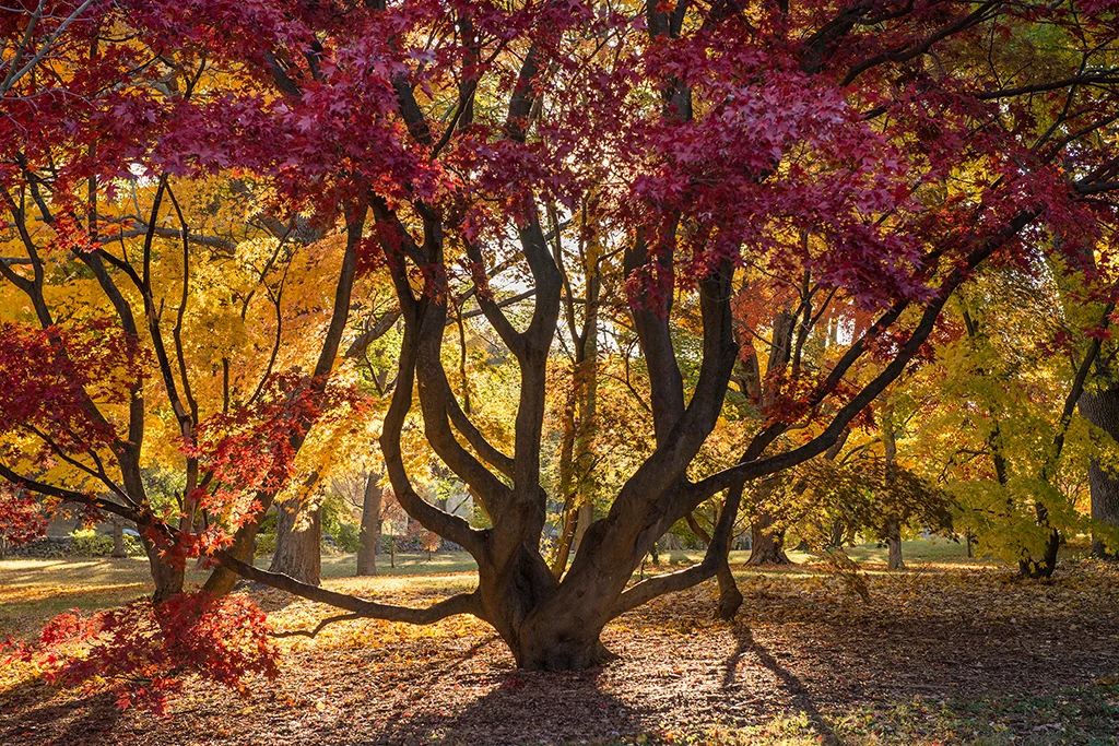 Erik Gehring - Red Leaf Japanese Maple.jpg
