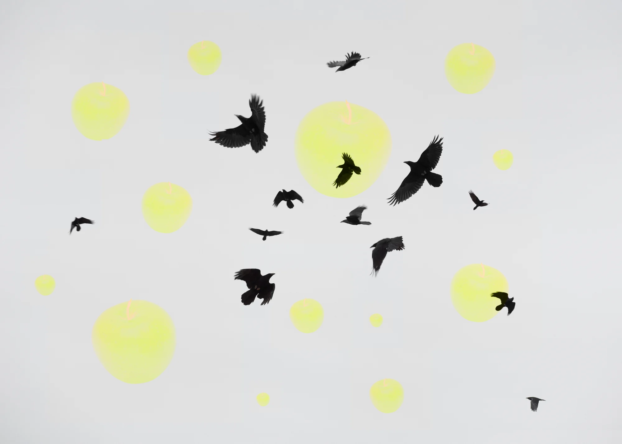 Raven Paradox #1. Photo montage by Saro Calewarts