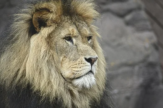 lion 2.jpg