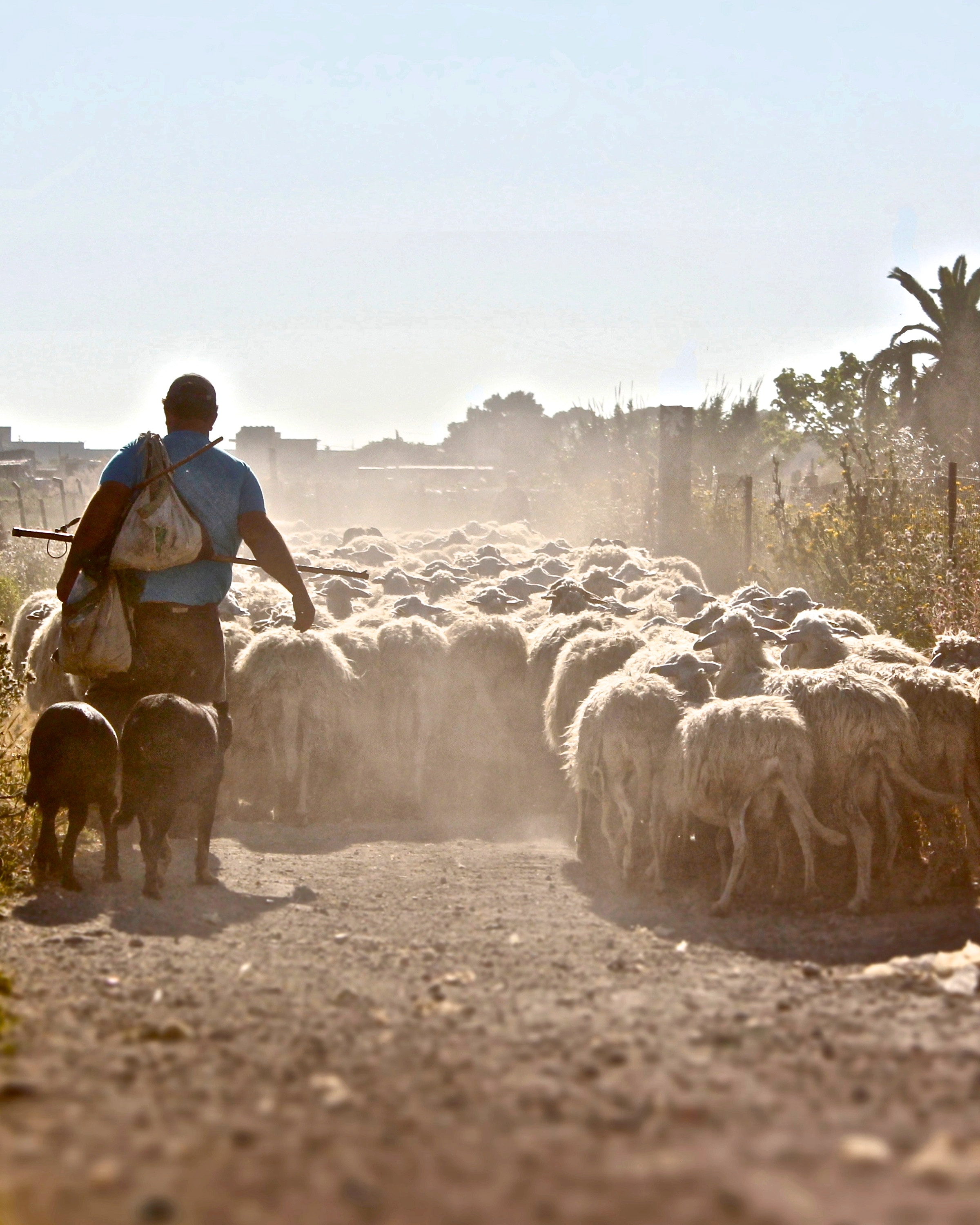 shepherd.jpg