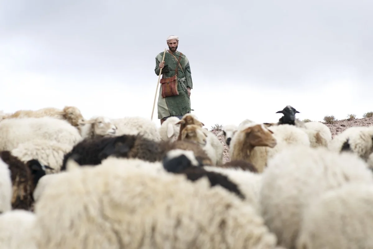 Beginner's Guide to Leading Like a Shepherd