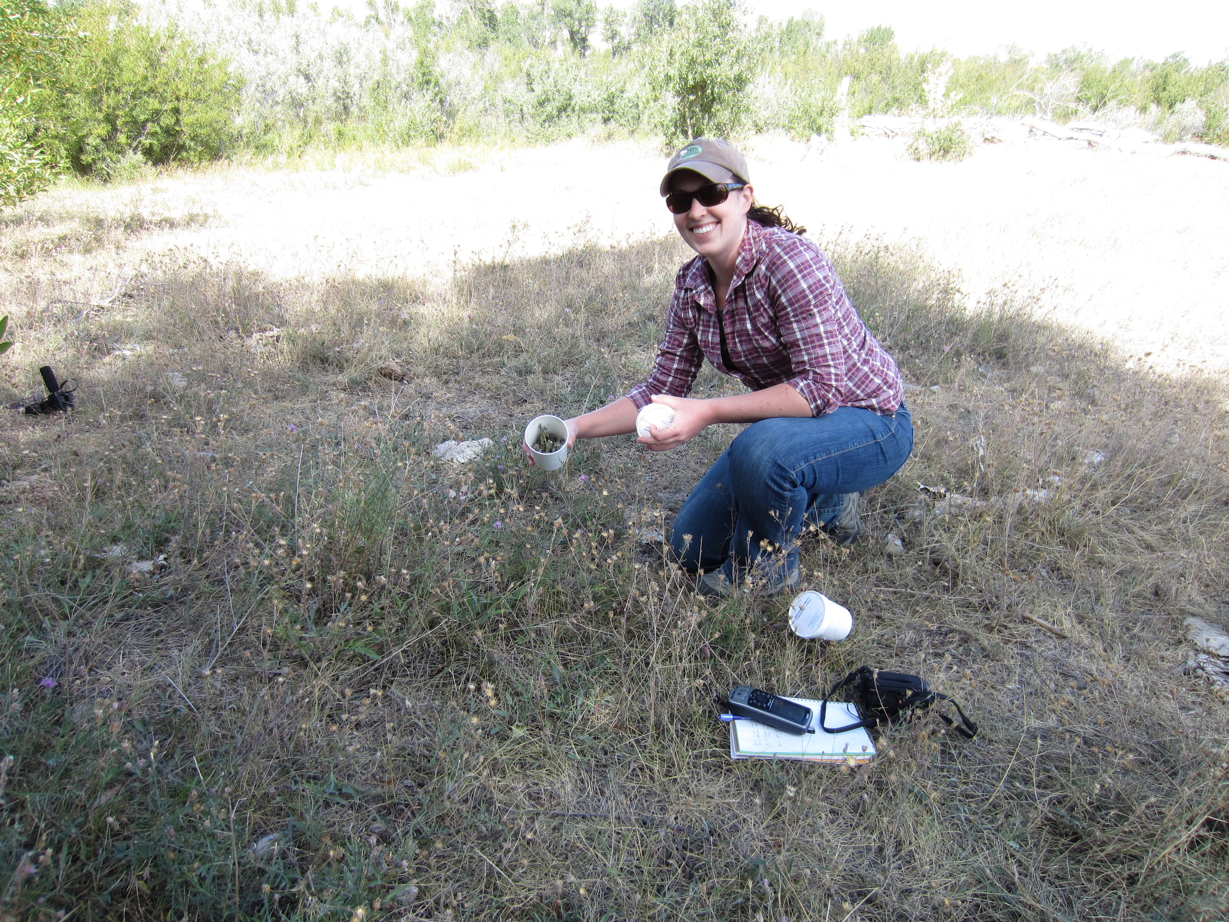 Releasing knapweed weevils