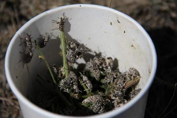 Knapweed Root-boring weevils