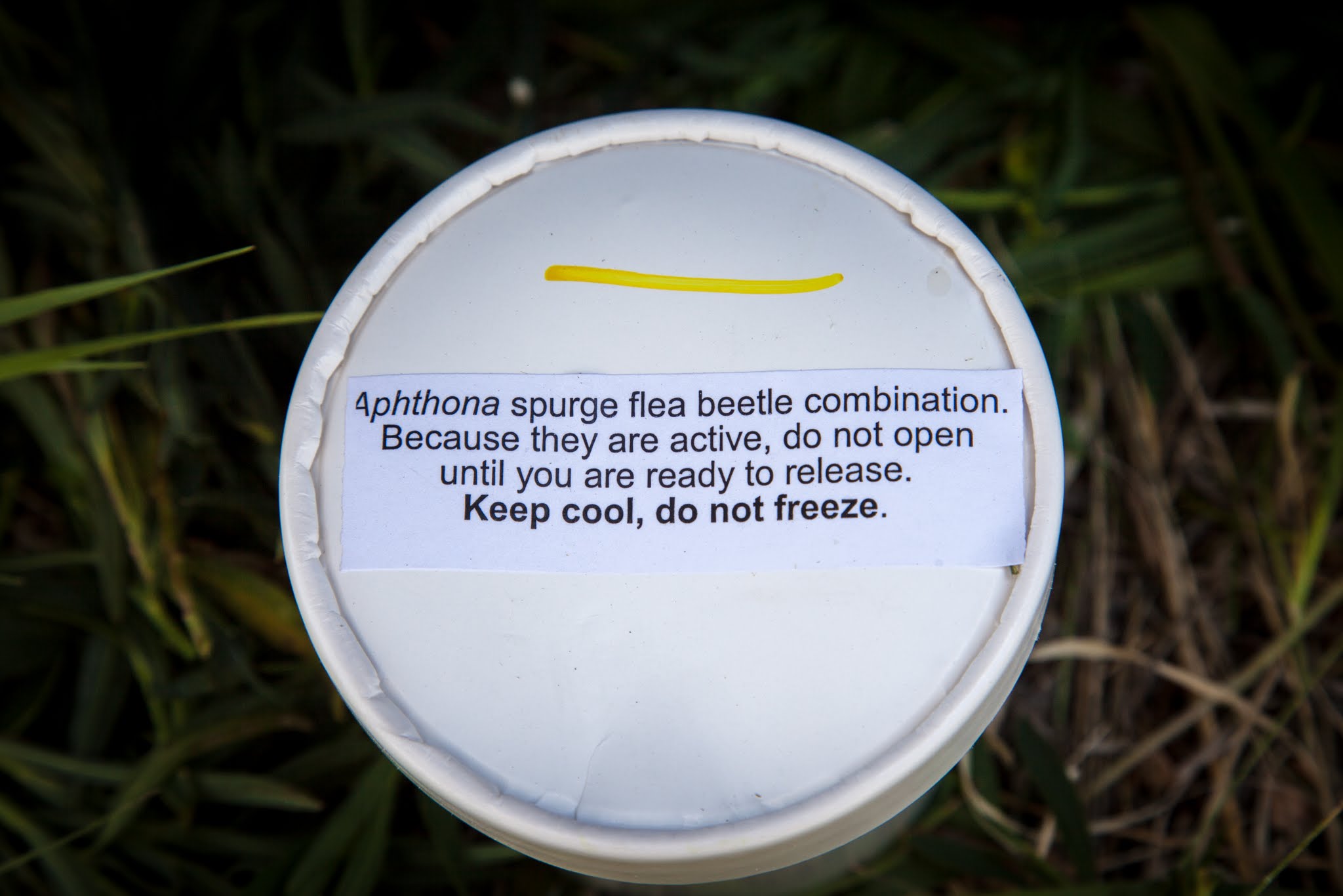 Flea Beetle collection container