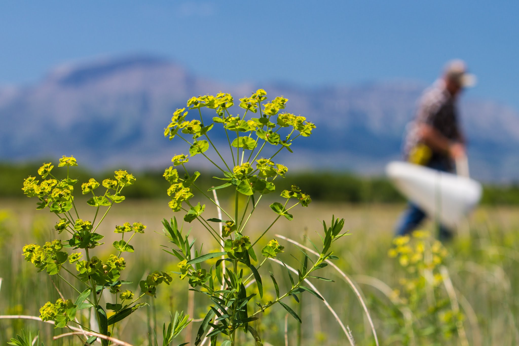Leafy Spurge
