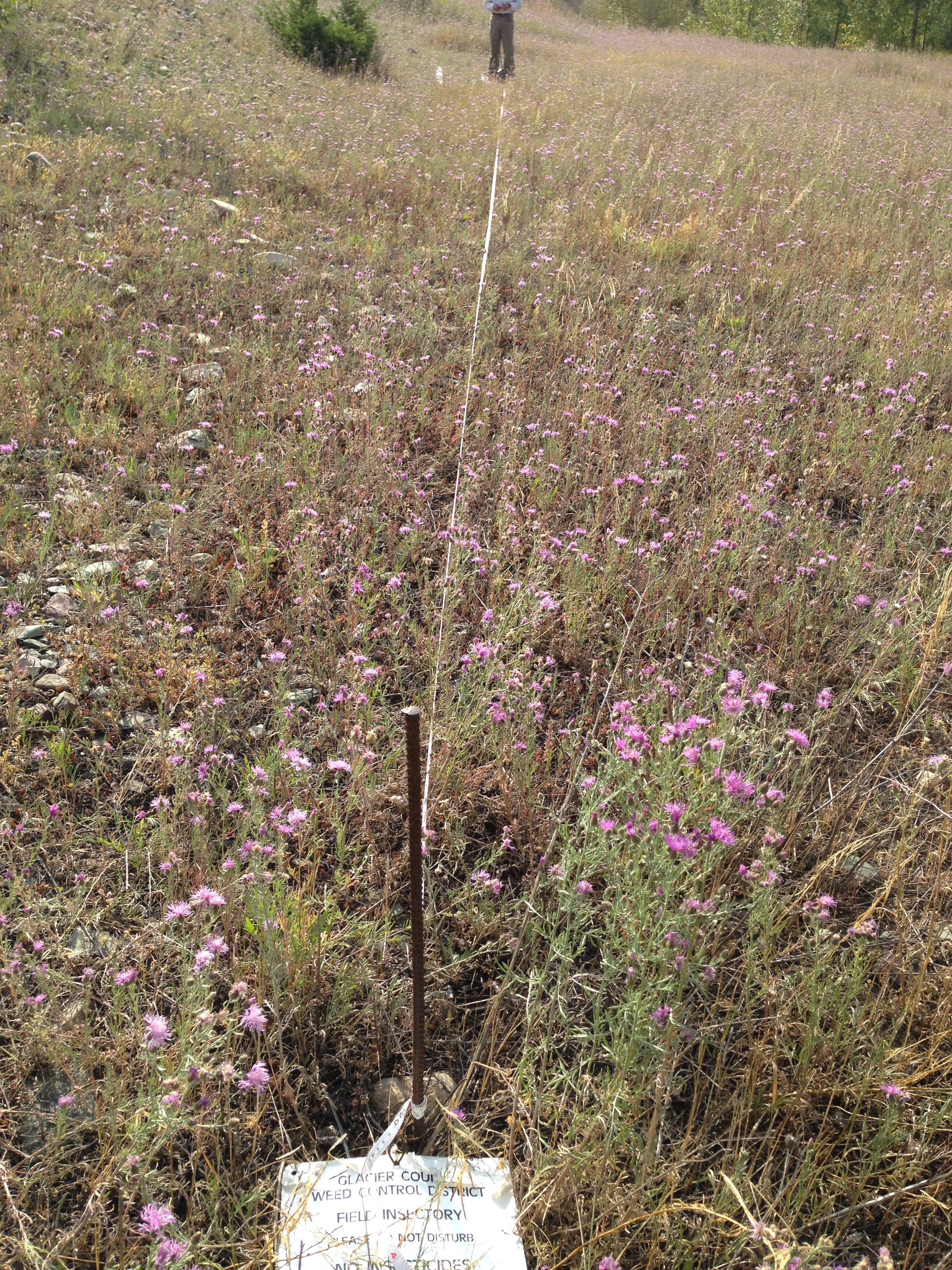 Knapweed Weevil Monitoring Transect