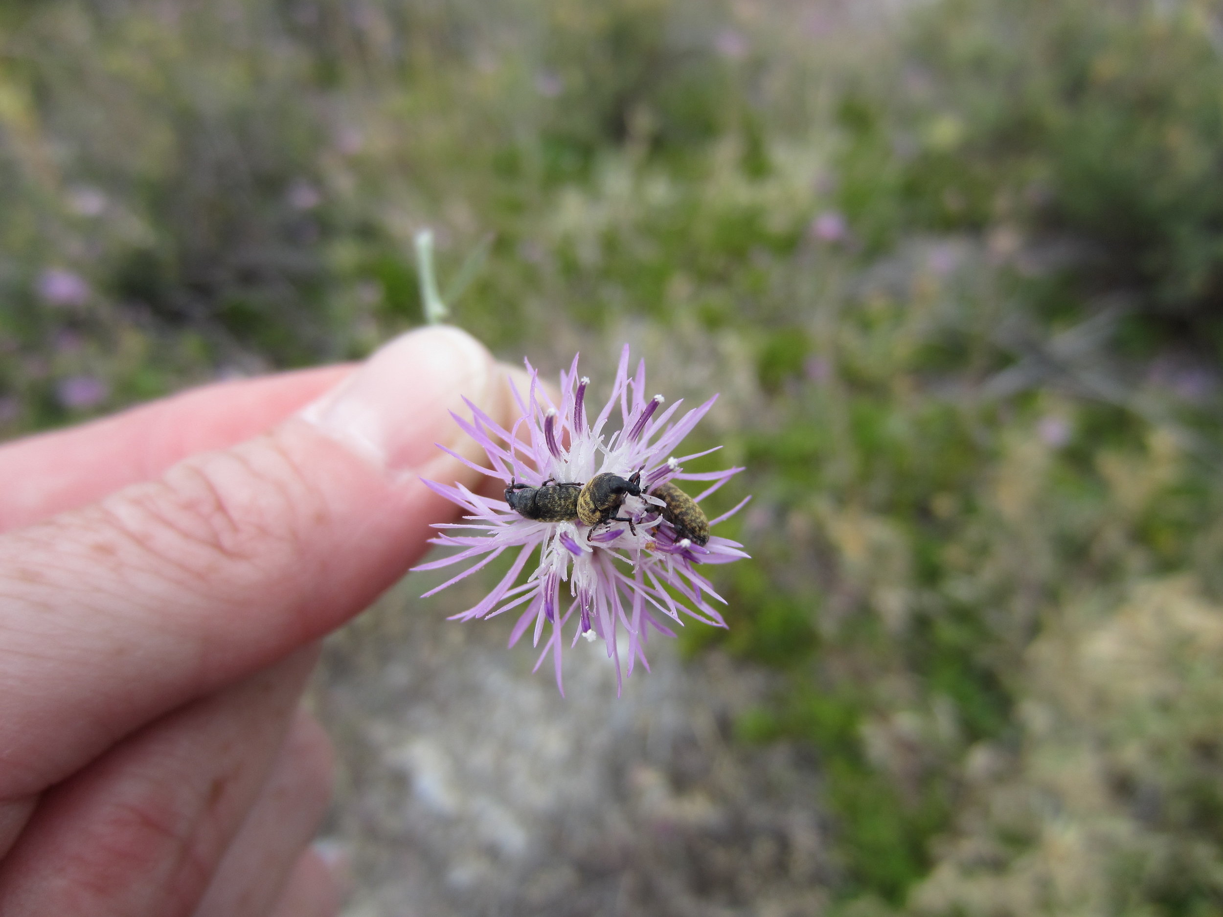 Knapweed root-boring weevils (Cyphocleonus)