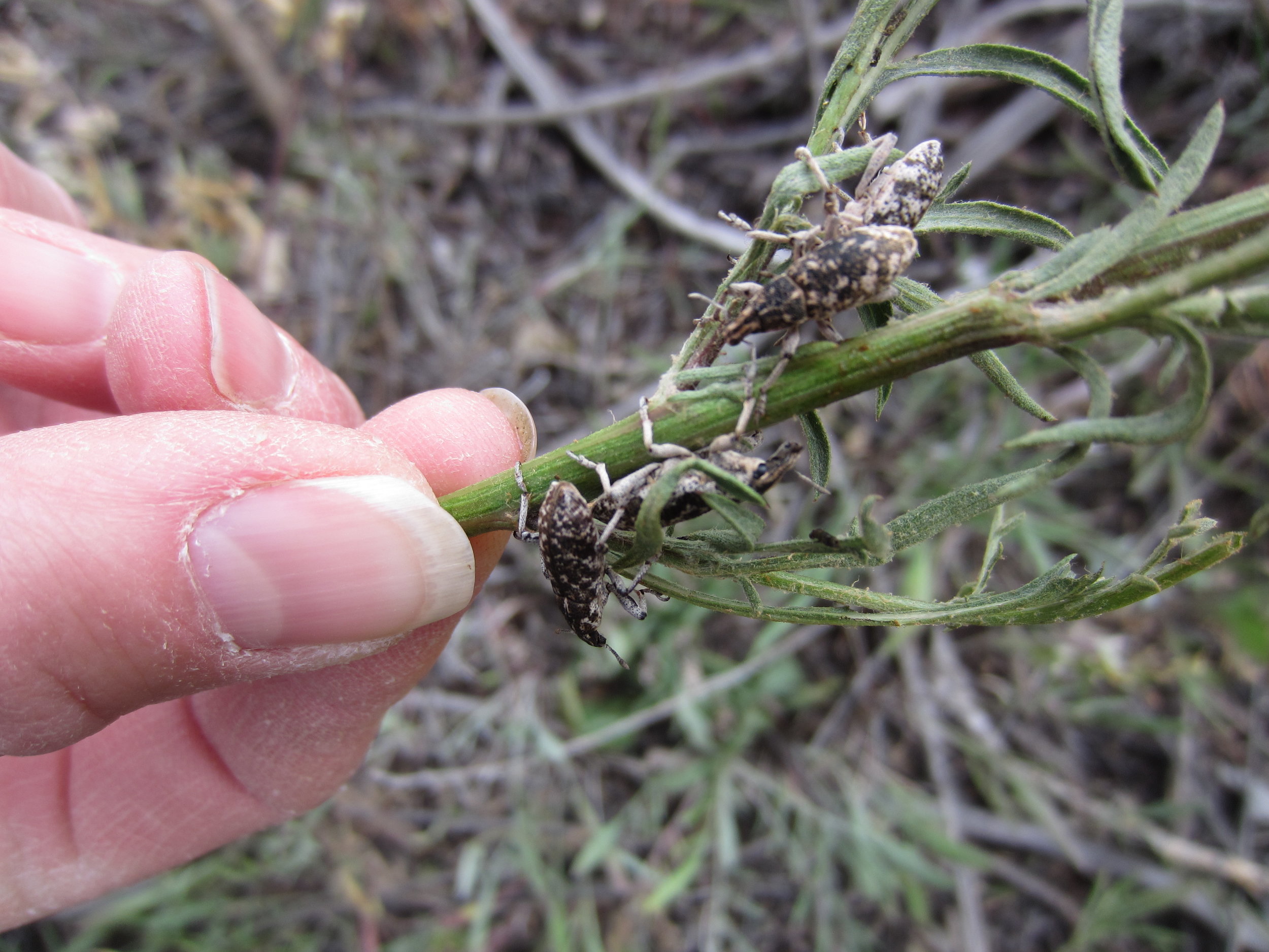 Knapweed root-boring weevils