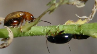 Leafy Spurge flea beetles
