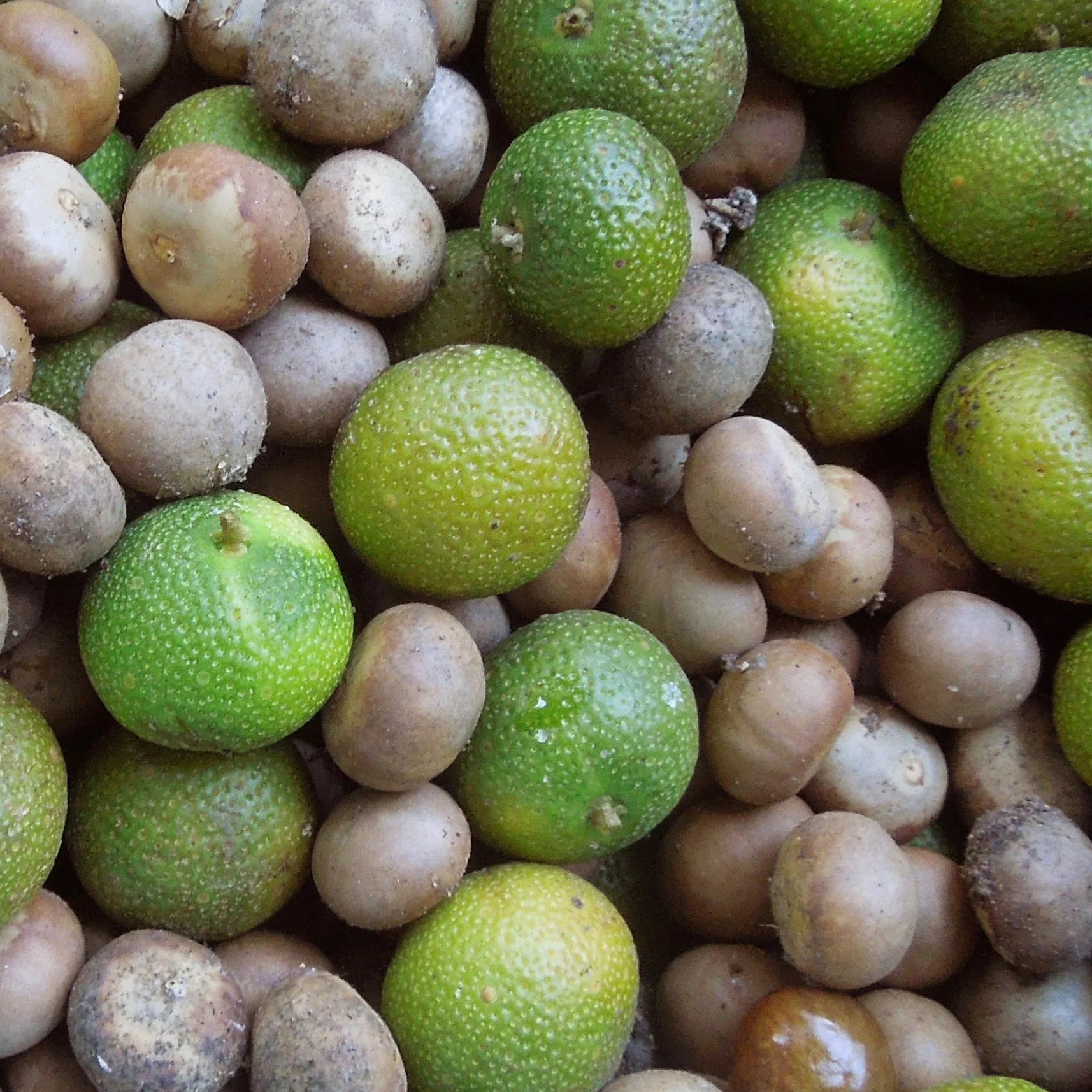 Fresh Maya Seed. The brown seeds have already shed their green fruit layer.