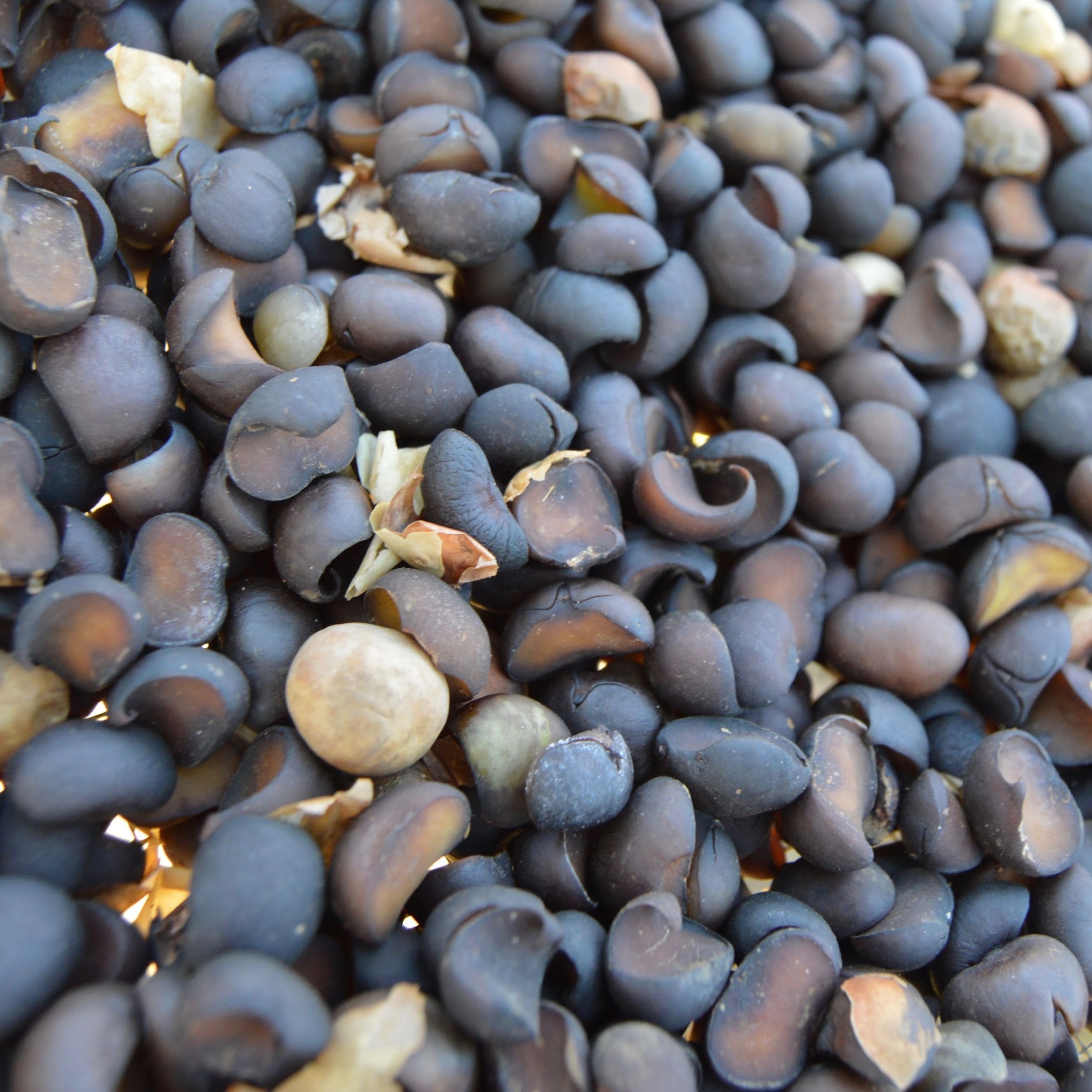 Sun-dried Maya Seeds. Ready to be milled!