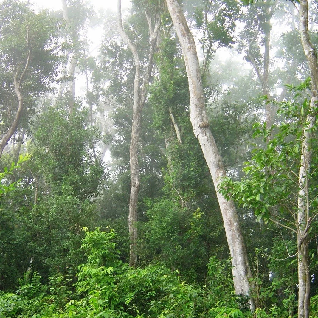 Guatemalan Maya (Brosimum alicastrum) Forest.