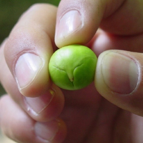 A fresh wild Maya seed!