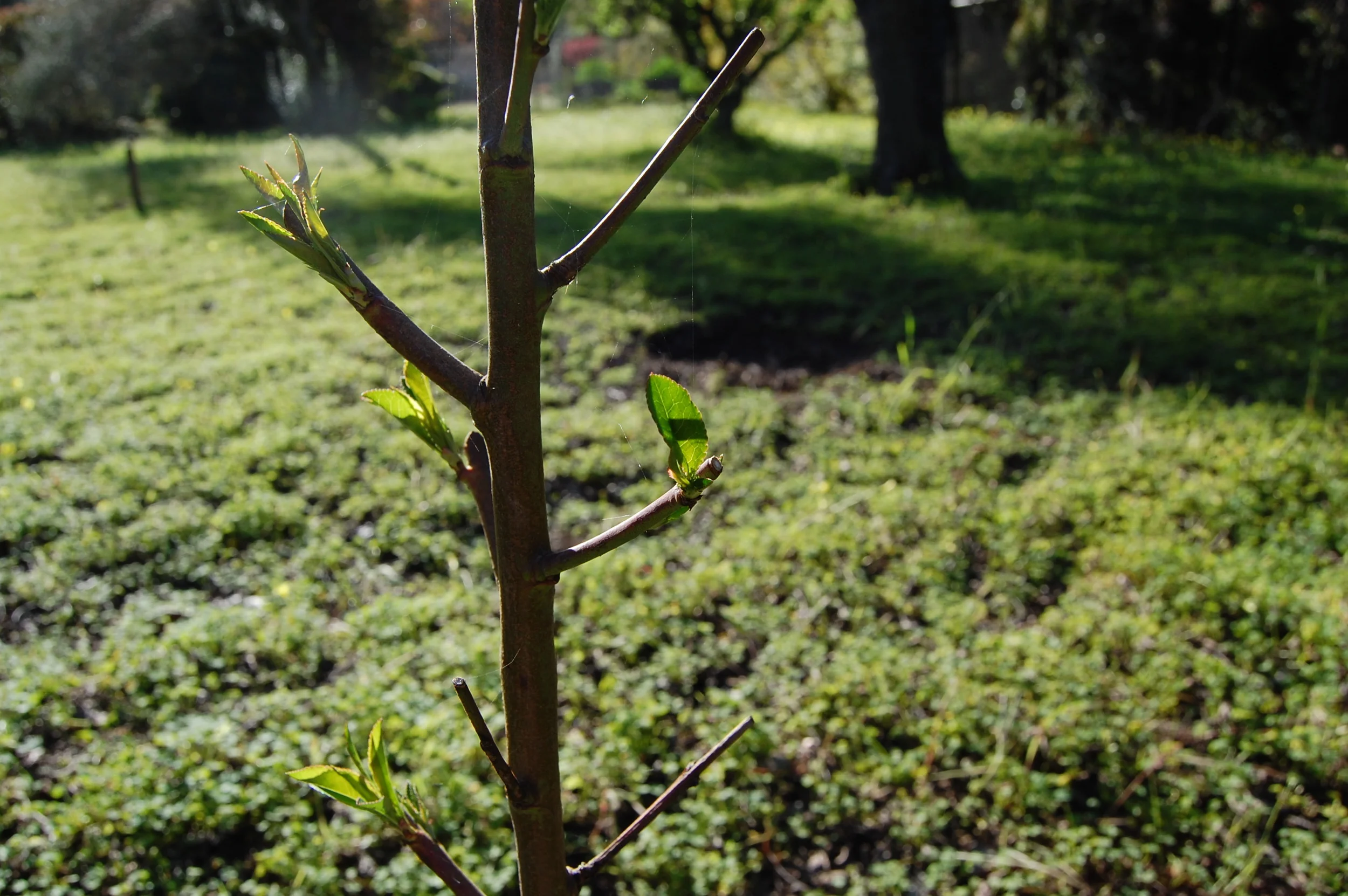 Snow Queen Nectarine Tree