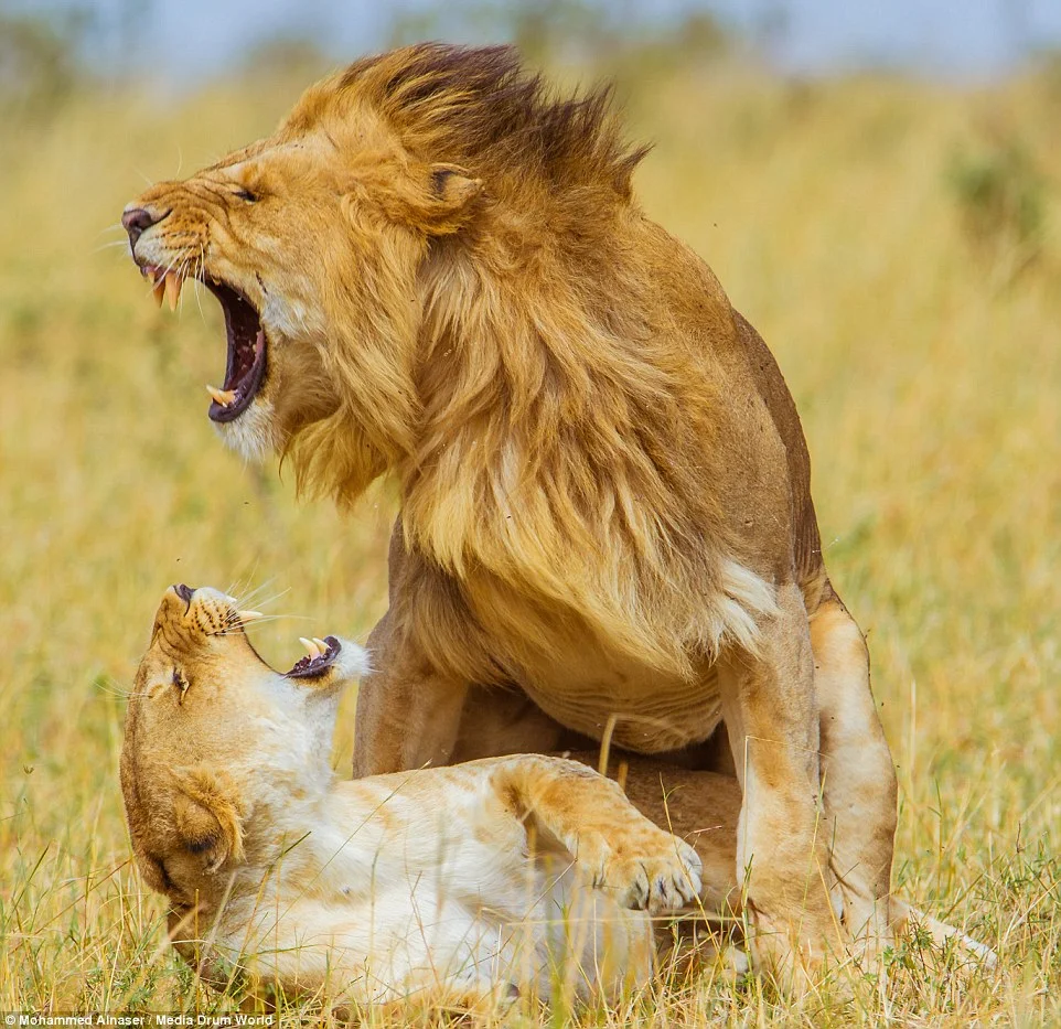Lions Making Love, Lion Sex