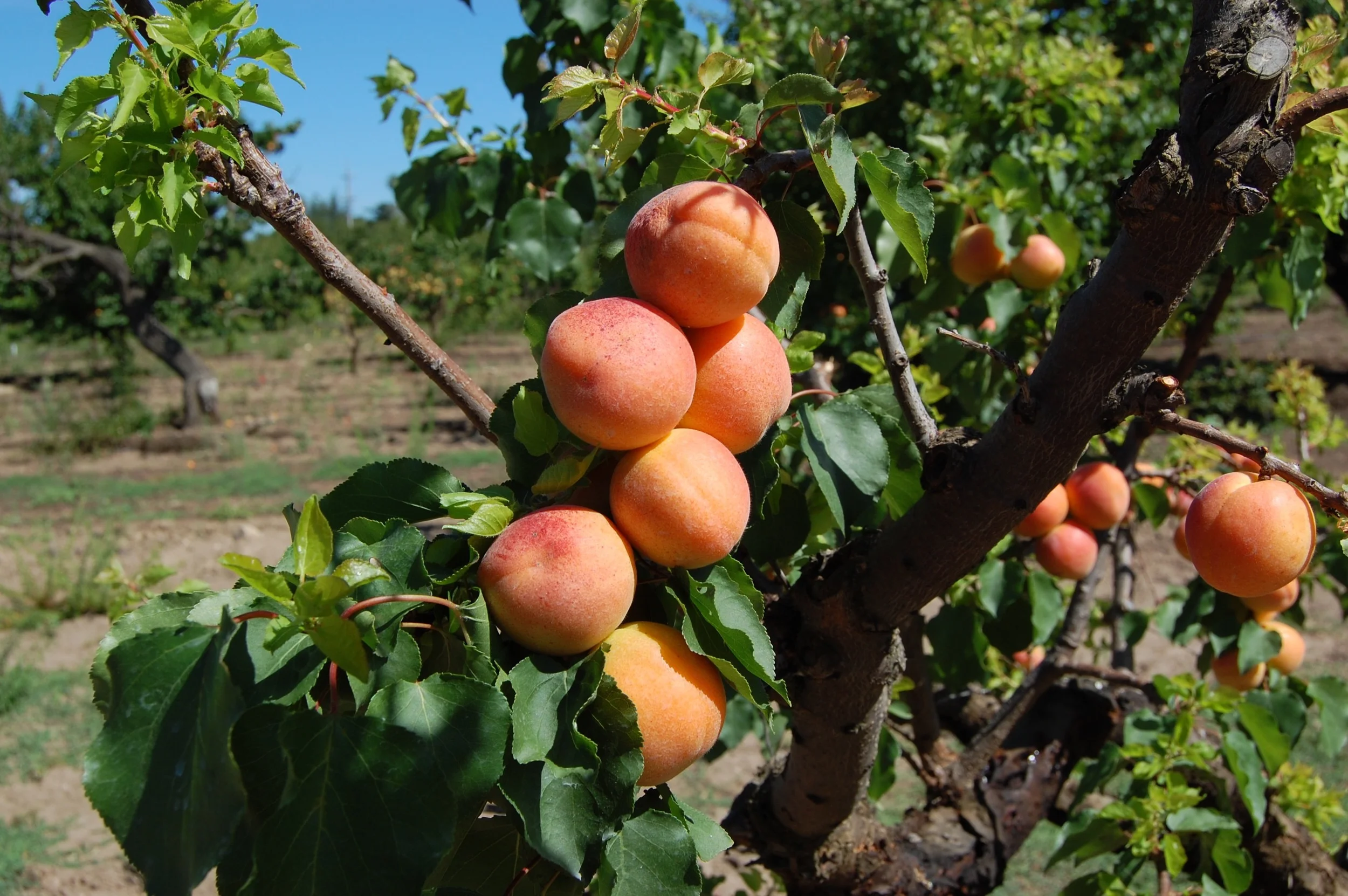 Silicon Valley Apricots