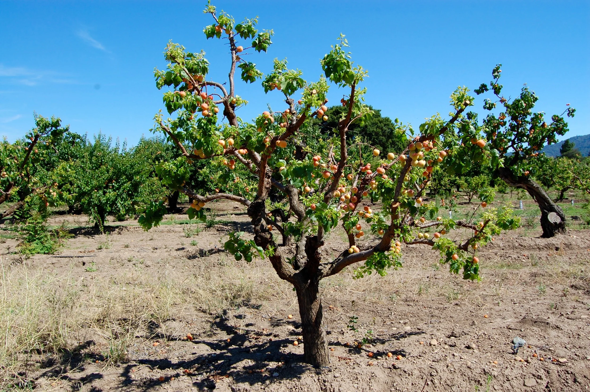 Silicon Valley Apricot Tree