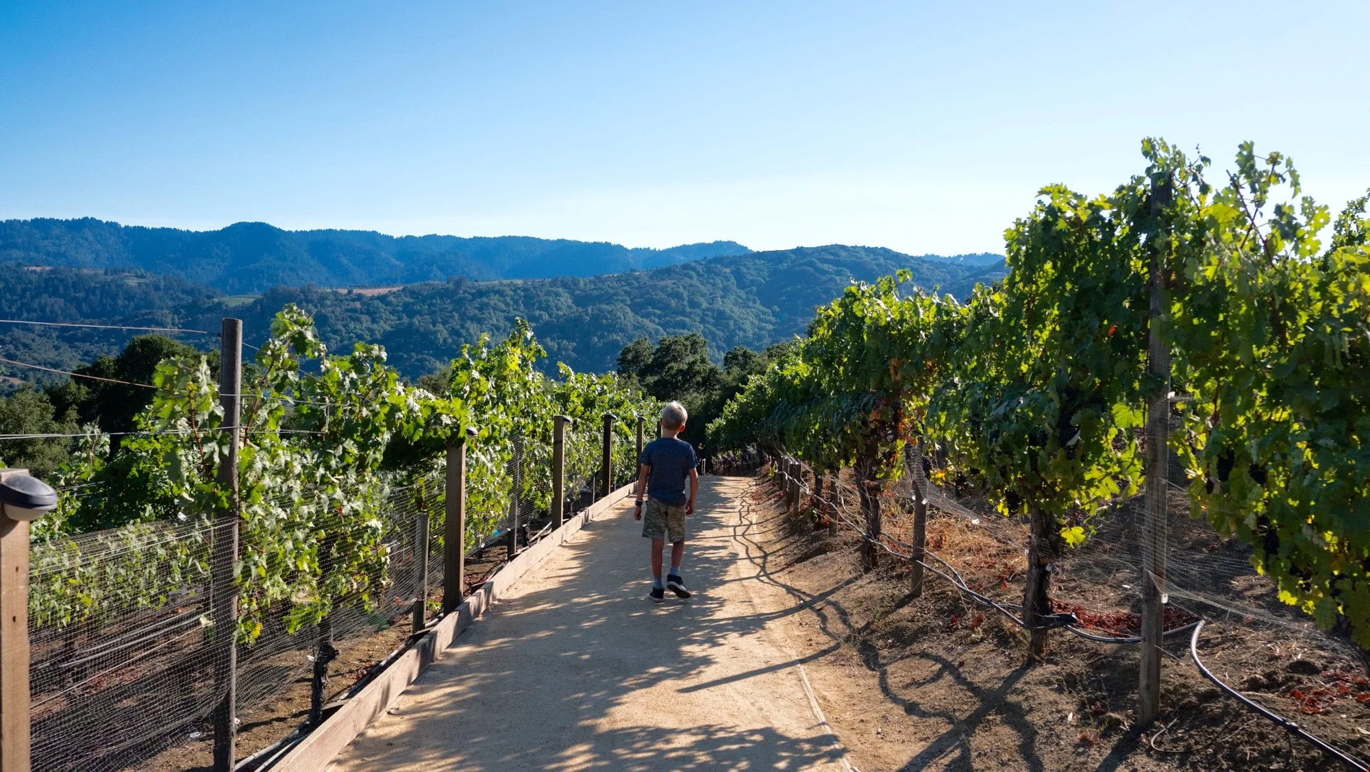 House Family Vineyards, Saratoga, California