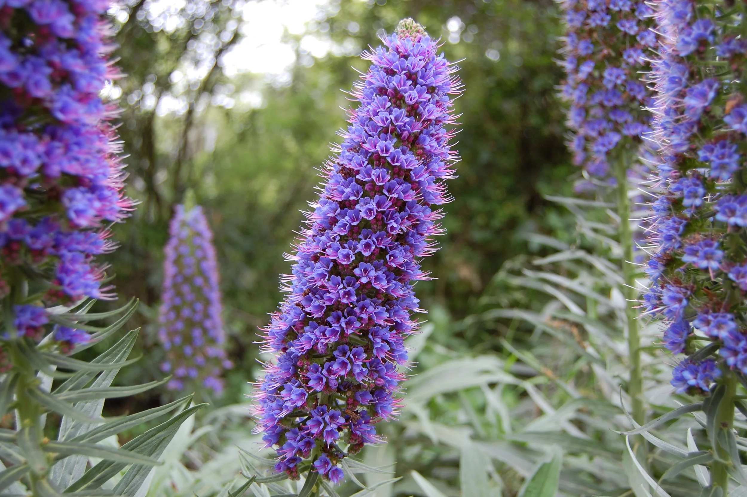 Carmel flowers