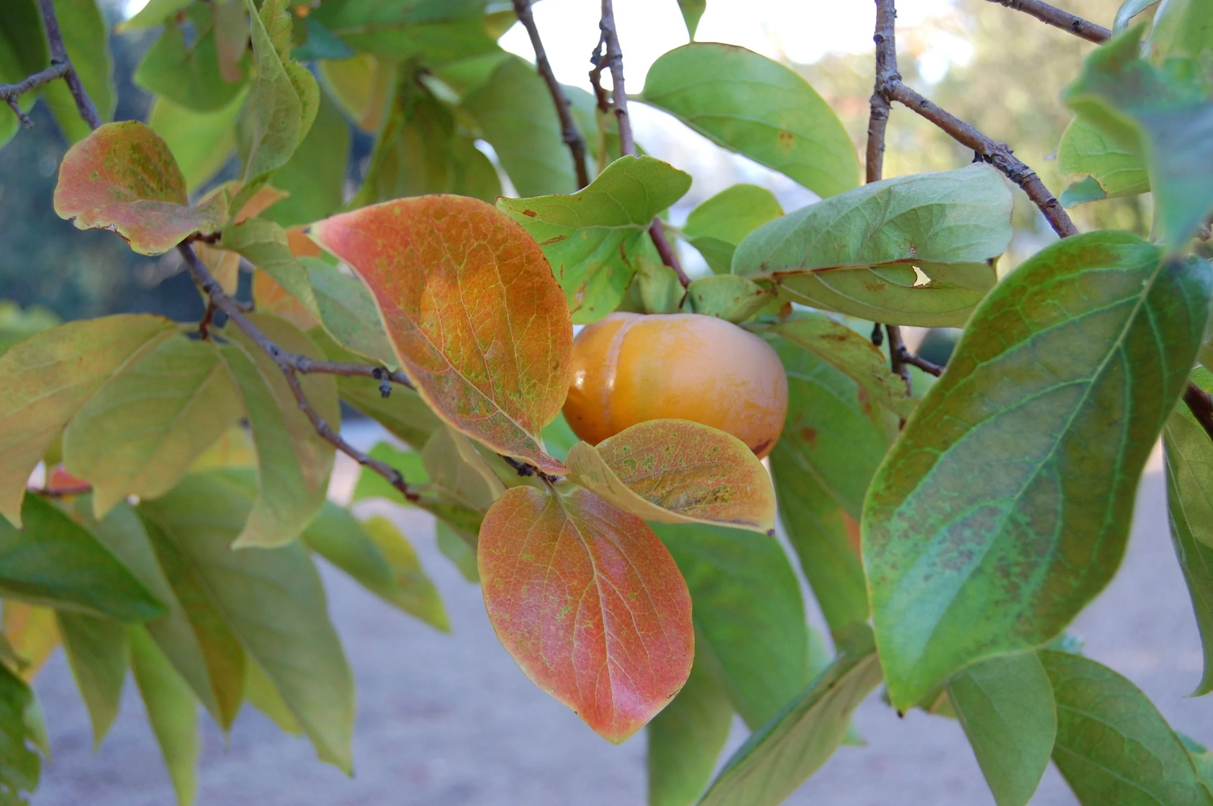 Persimmon