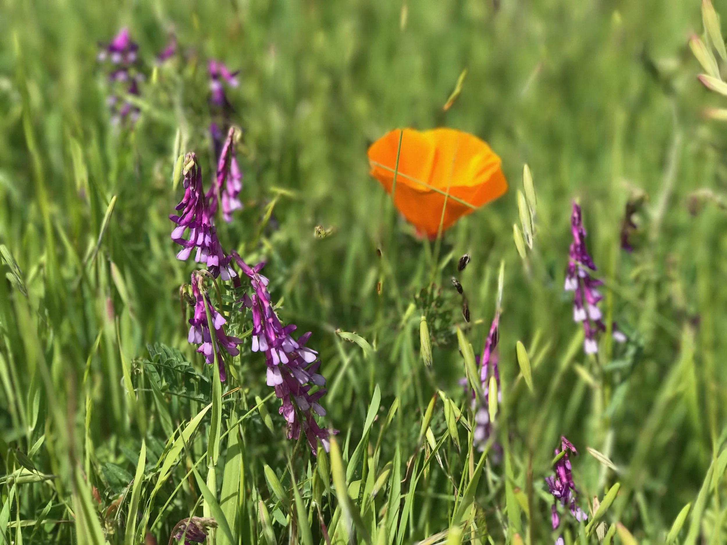 Wildflowers at Fremont Older Open Space Preserve in spring 2017. The 2018 wildflowers are starting to bloom, and will soon be out in full force.