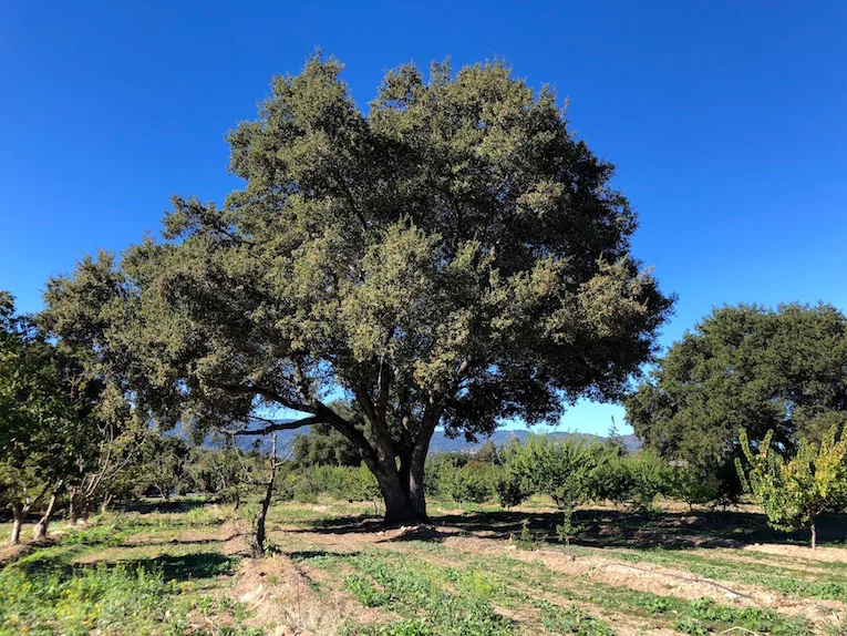 LiveOak.jpg