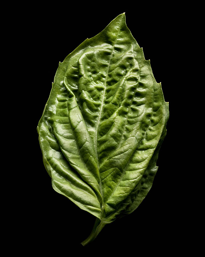 06_Basil_00001.jpg