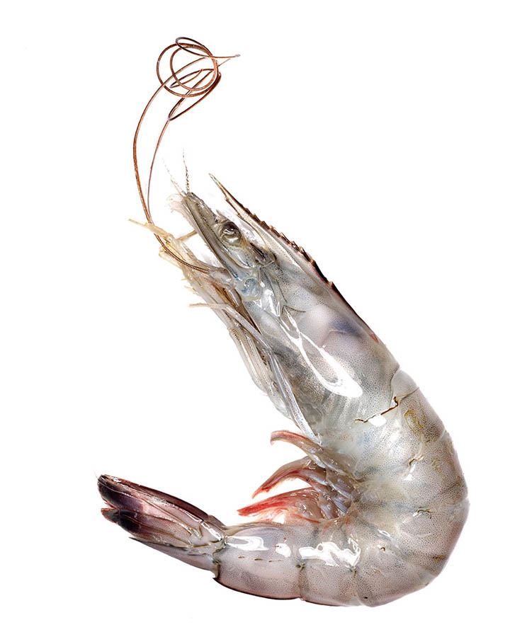 shrimp_00008_16x20.jpg