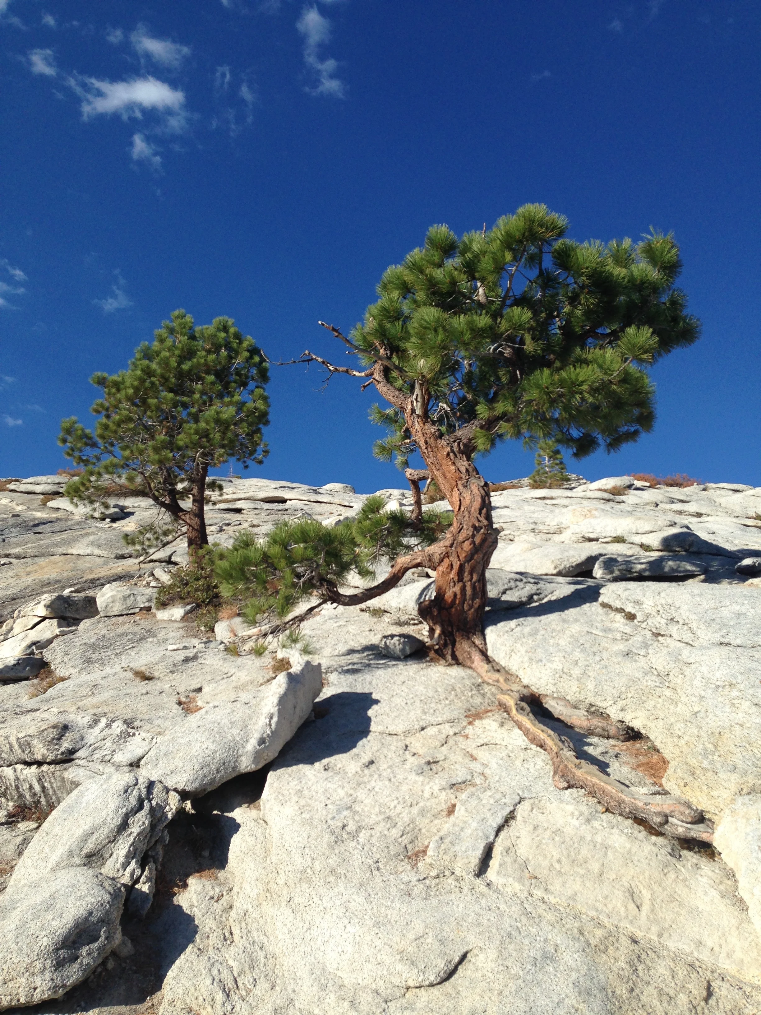 HalfDome tree.jpg