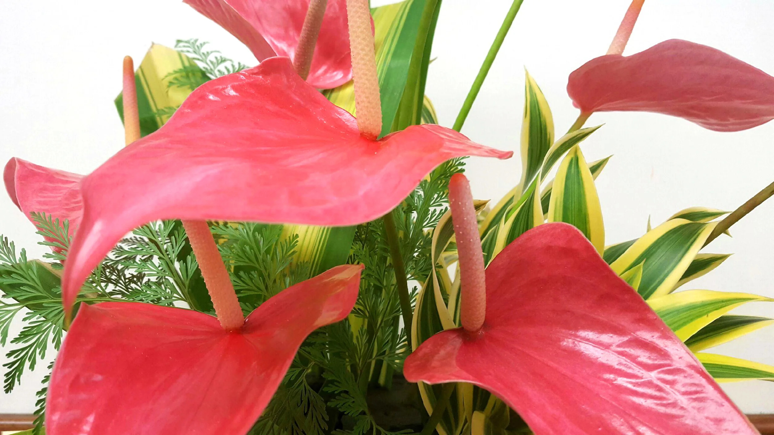 anthurium.jpg