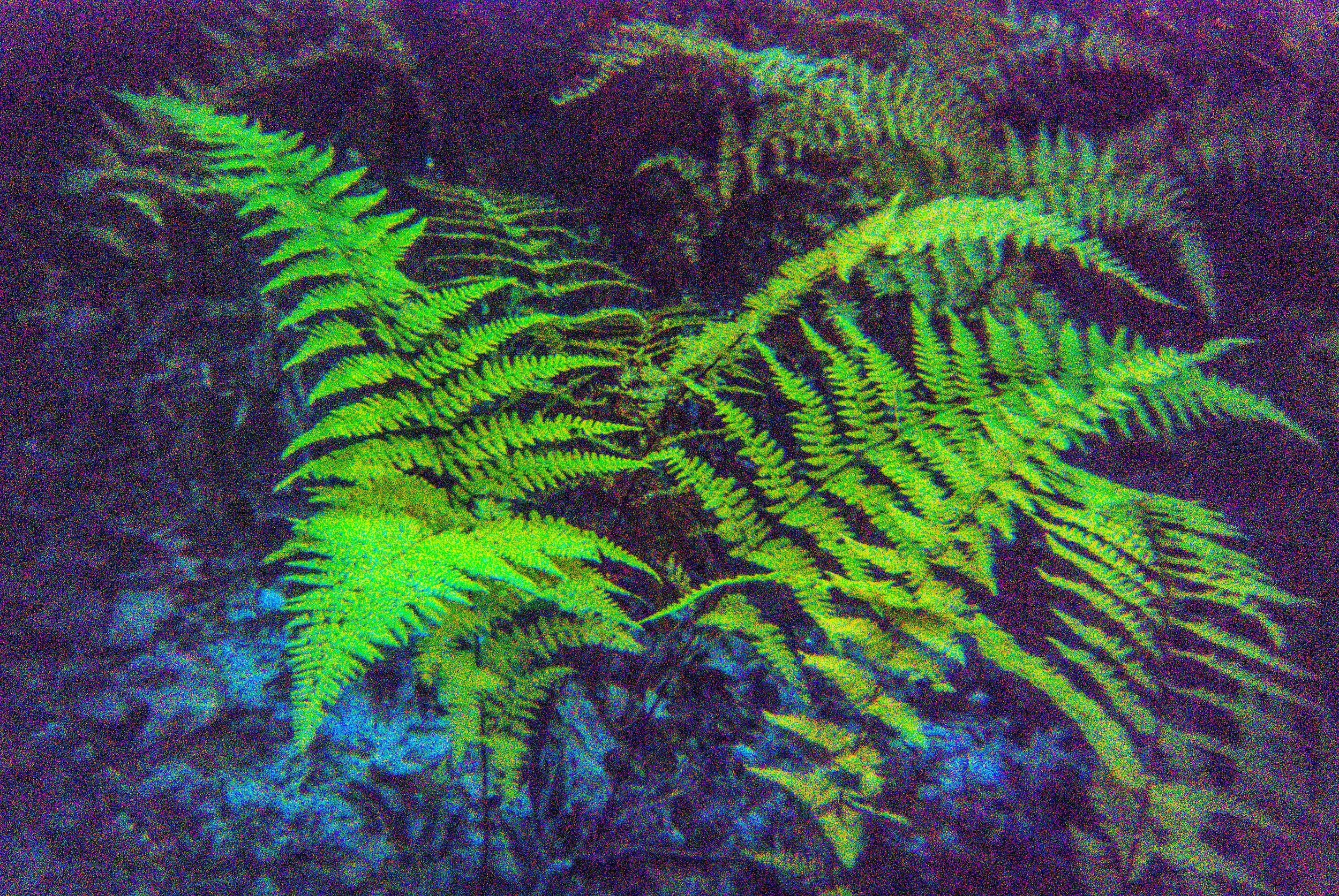 Friendship and Ferns 10.10.18 (19 of 28).jpg