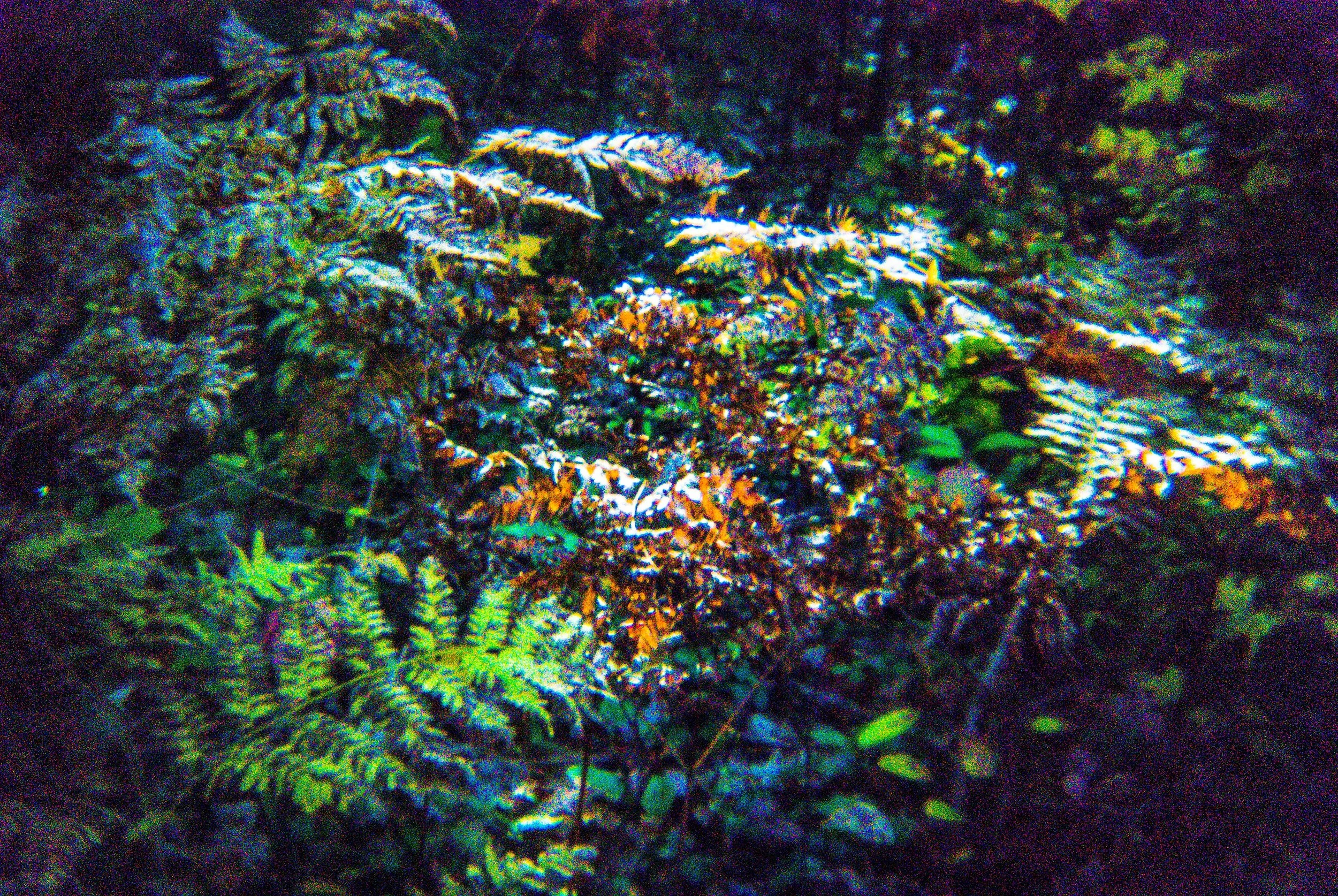 Friendship and Ferns 10.10.18 (25 of 28).jpg