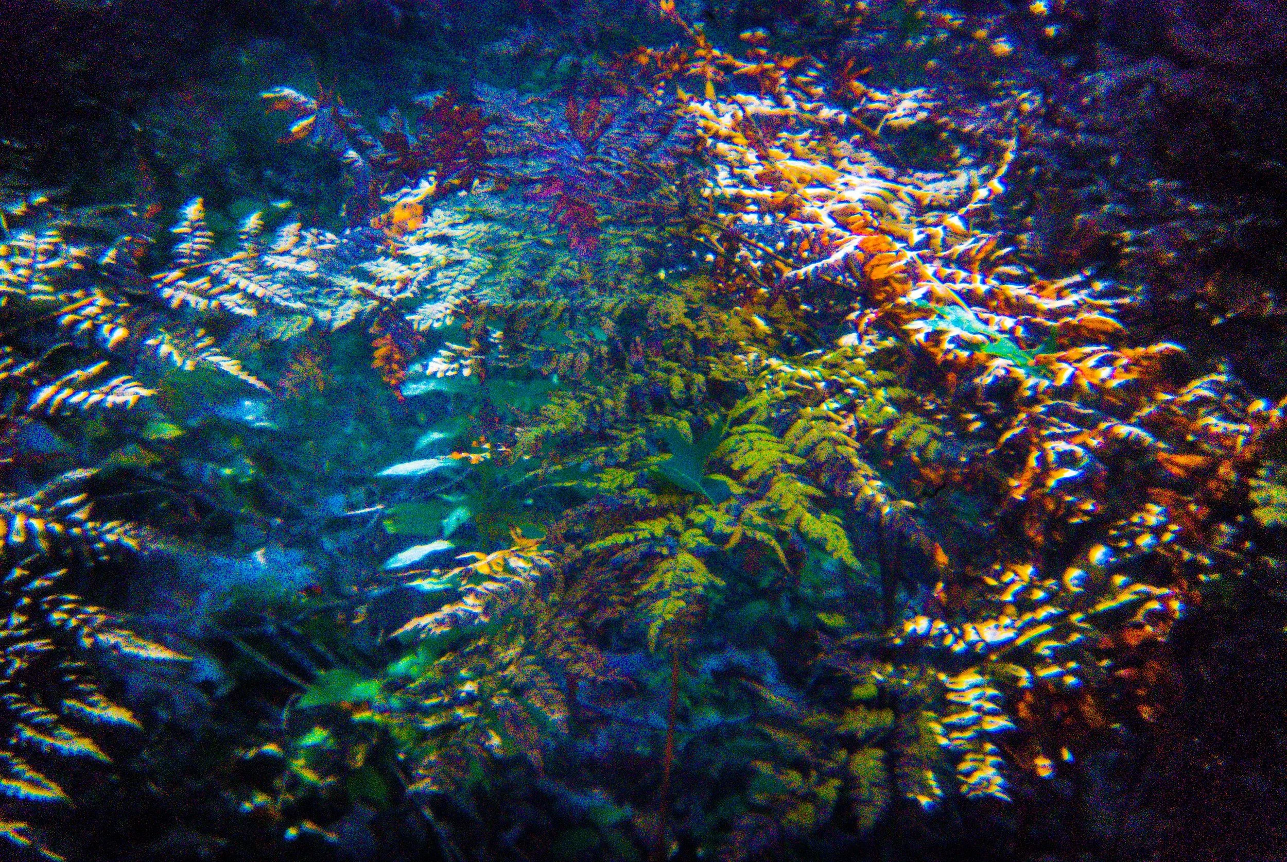 Friendship and Ferns 10.10.18 (26 of 28).jpg