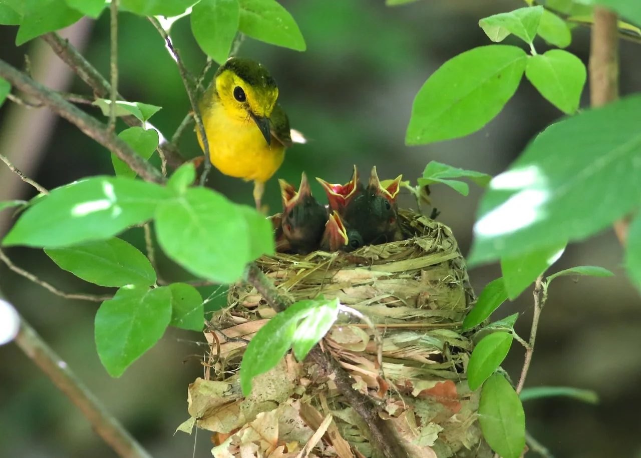 Hooded Warbler, Bolin Creek