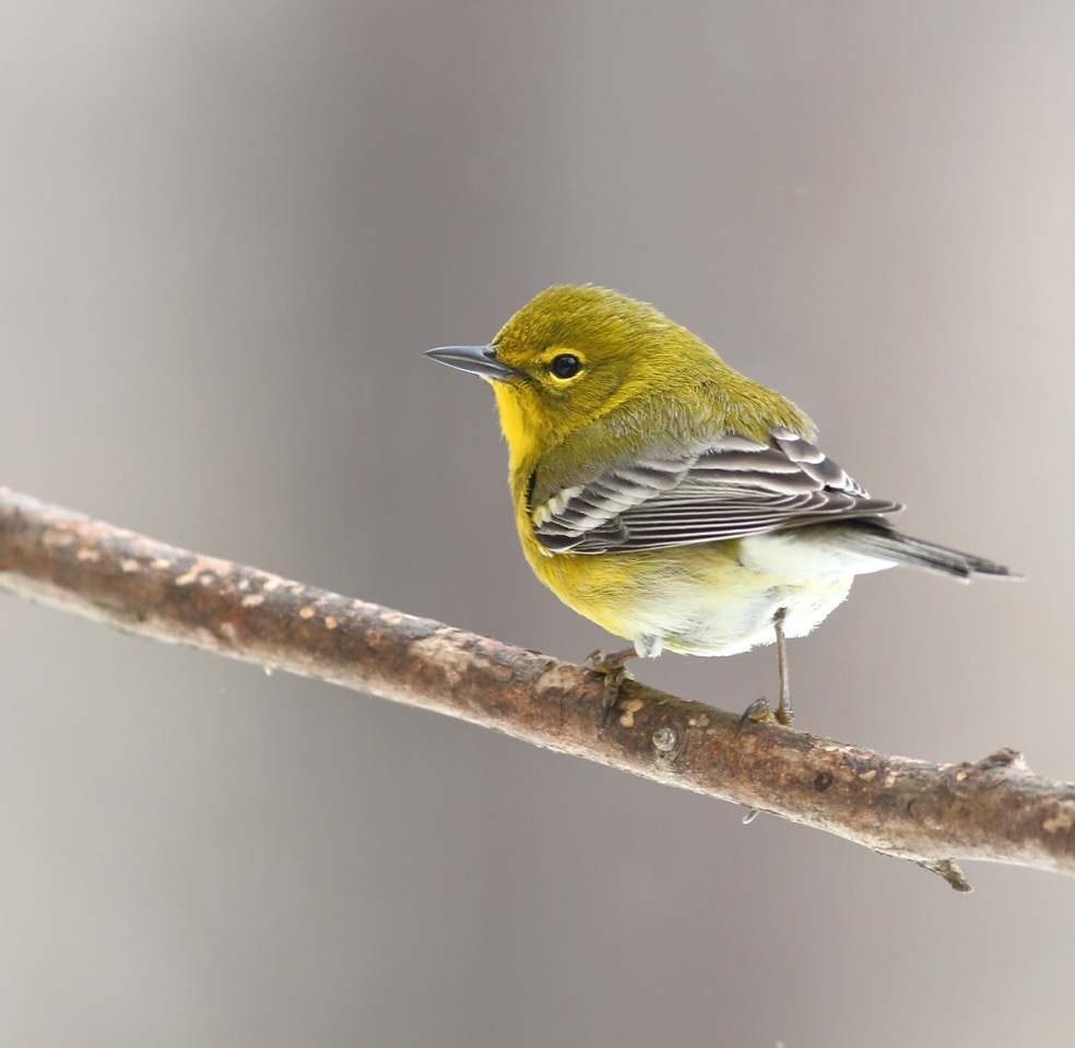 Pine Warbler