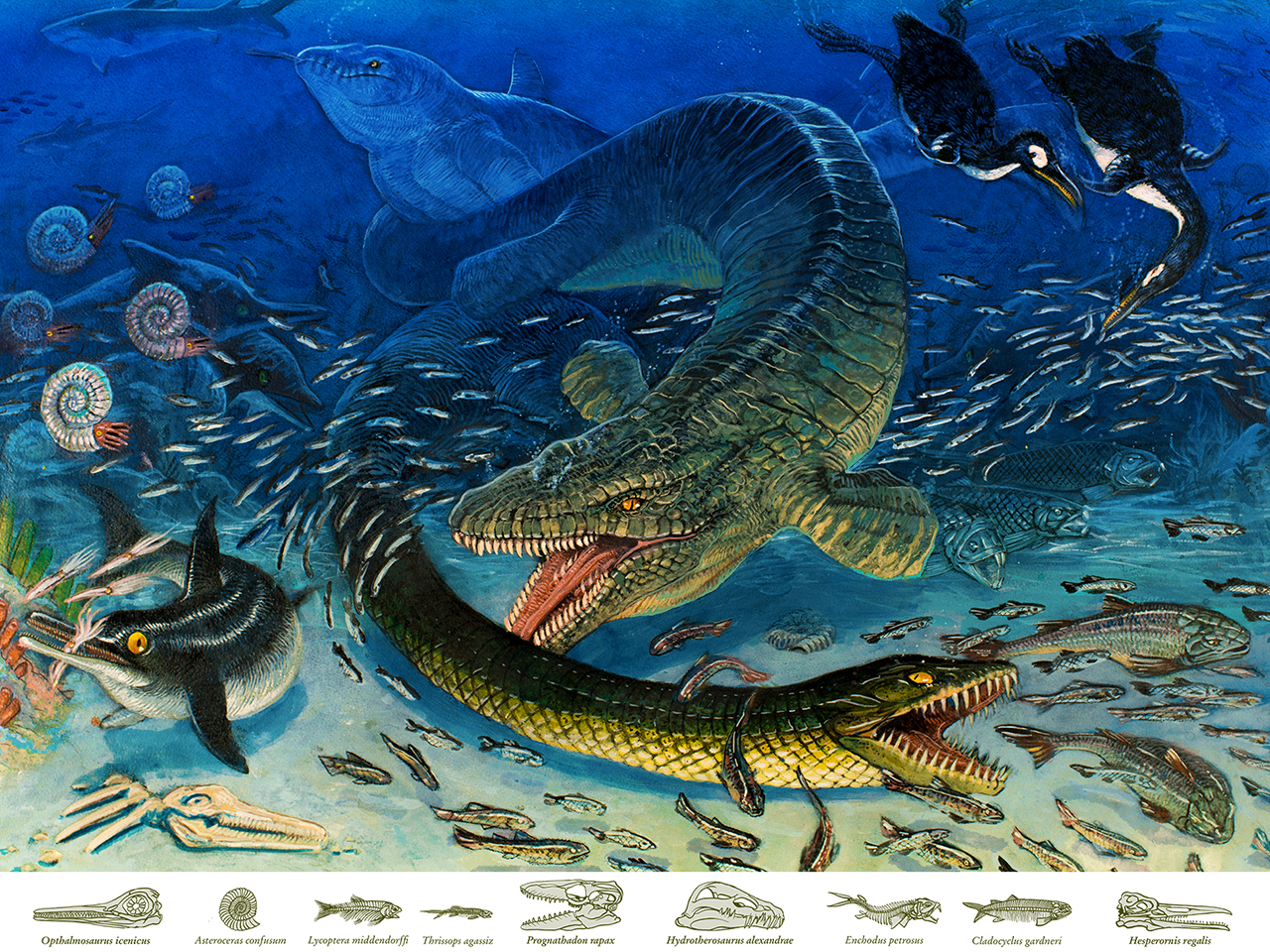 Teeming With Life: Bearpaw Sea