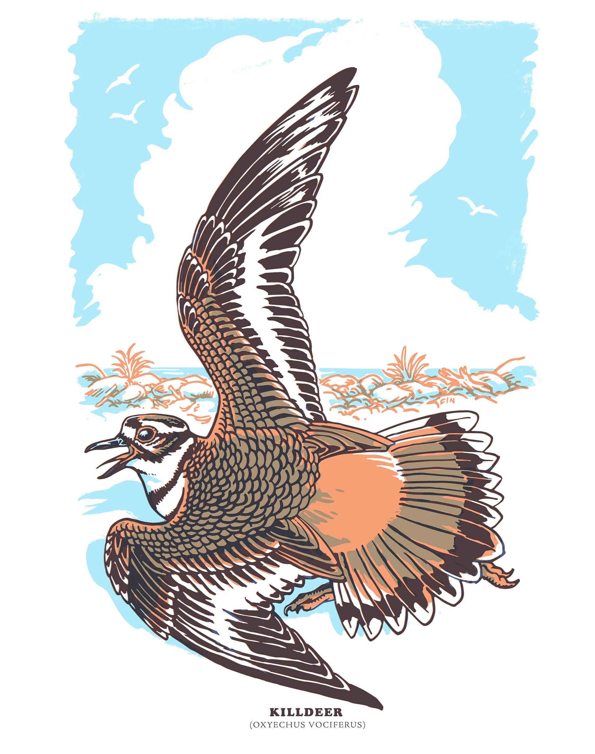 Killdeer screenprint for Burnt Toast Studios, 2024