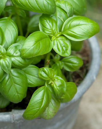 basil_in_pot-jing_captured_image_2015-06-16_1508.png