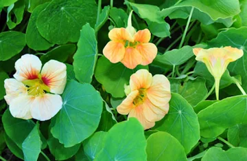 NasturtiumTipTopApr-nichols-nursery.jpg