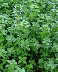 thyme herbs-pantry garden herbs.com-240x300.jpg