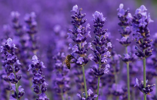lavender-from_curejoy.com-2015-06-19_0955.png